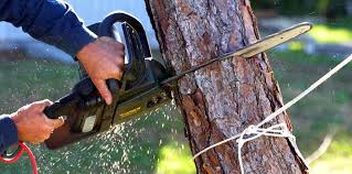 How Our Tree Care Process Works  in  Goodwell, OK